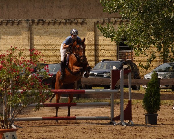 jumper Carisee (German Warmblood, 2007, from Carnaby GL)