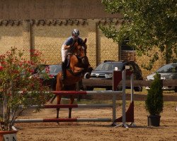 Springpferd Carisee (Deutsches Reitpferd, 2007, von Carnaby GL)