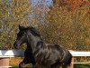 dressage horse Kobalt 17 (unknown, 2007)