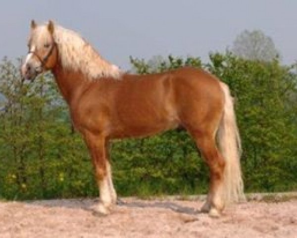 stallion Santiago I (9,375% ox) (Edelbluthaflinger, 1995, from Santos (12,5% ox))
