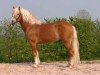 stallion Santiago I (9,375% ox) (Edelbluthaflinger, 1995, from Santos (12,5% ox))