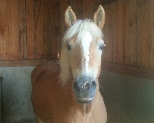 horse Fortuna (Haflinger, 2000, from Santiago I (9,375% ox))