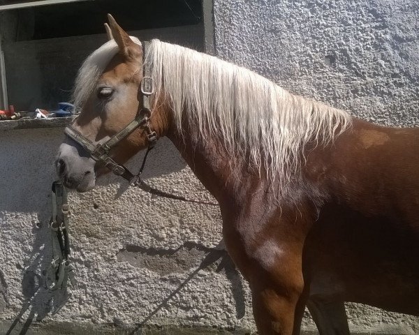 horse Felicitas (Haflinger, 2011, from Noble Star-K (7,23% ox))