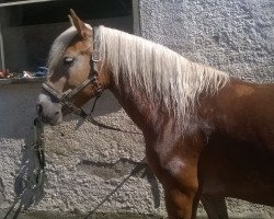 horse Felicitas (Haflinger, 2011, from Noble Star-K (7,23% ox))