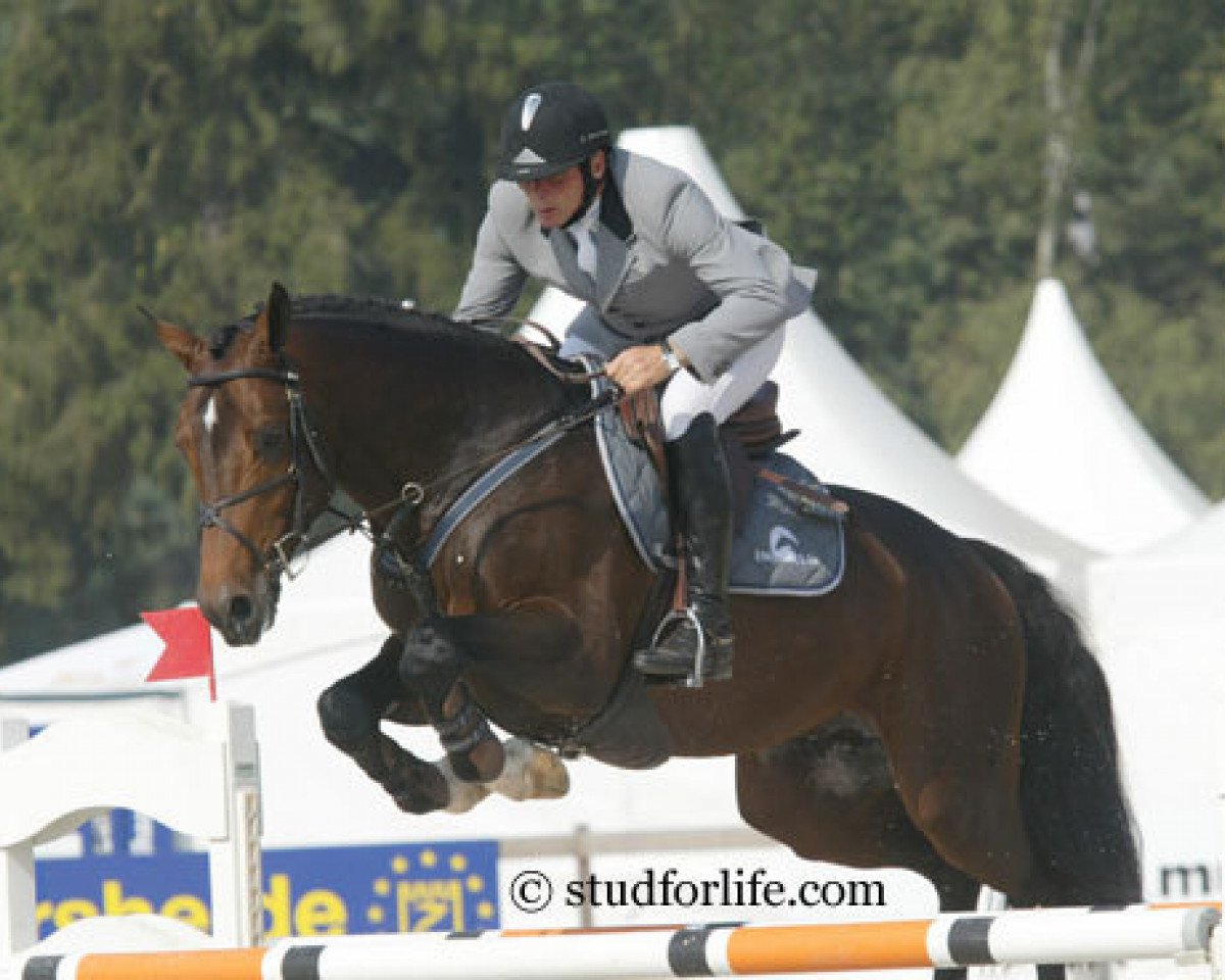 Deckhengst Cartier 187 FIN (Holsteiner, 2000, von Contender)