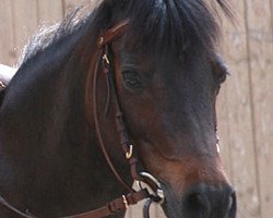 broodmare Catania (German Riding Pony, 1997, from Chantre B)