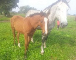 broodmare Ellia (Oldenburg, 2009, from Elliot van Ter Hulst)