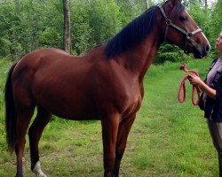 horse Copacabana (Oldenburg show jumper, 2013, from Cessna)