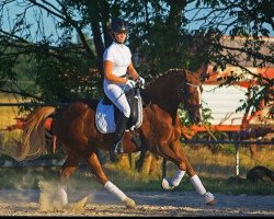 broodmare Moonlight Affair O (German Riding Pony, 2008, from FS Golden Moonlight)