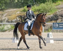 dressage horse Charly Brown (German Riding Pony, 1998, from Candy Man II)