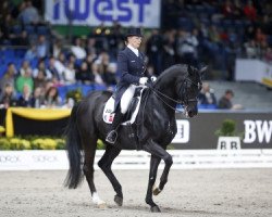 dressage horse Don Luis (Hanoverian, 2005, from Dimaggio)