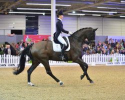 dressage horse San Royal 3 (Oldenburg, 2007, from San Remo)