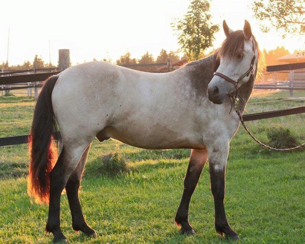 horse Chipmunk CS (Connemara Pony, 2012, from Crystal Cool Spirit)
