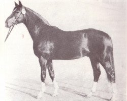 stallion Dschingis Khan (Noble Warmblood, 1986, from Debüt 2718)