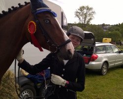 broodmare Hilarity (Hessian Warmblood, 2005, from Herzruf)