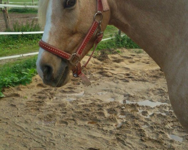 broodmare Goldie (German Warmblood, 2004, from Golden Dancer)