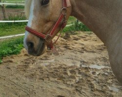 horse Goldie (Deutsches Reitpferd, 2004, from Golden Dancer)