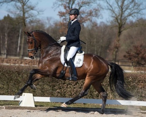 Dressurpferd Casper (Koninklijk Warmbloed Paardenstamboek Nederland (KWPN), 2007, von Westpoint)