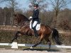 Dressurpferd Casper (KWPN (Niederländisches Warmblut), 2007, von Westpoint)