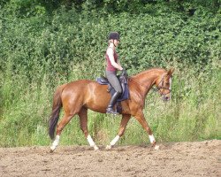 Springpferd Prima Ferrari (Deutsches Reitpferd, 2002, von Prinz Wilhelm)