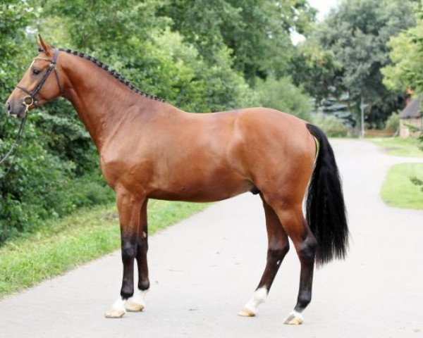 stallion Campodello (Holsteiner, 2013, from Cascadello)