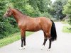 stallion Campodello (Holsteiner, 2013, from Cascadello)