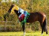 dressage horse Callico (Oldenburg, 2009, from Califax)