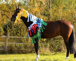 dressage horse Callico (Oldenburg, 2009, from Califax)