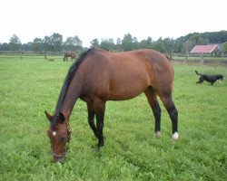 broodmare Lesley I (Oldenburg, 1990, from Le Cou Cou)