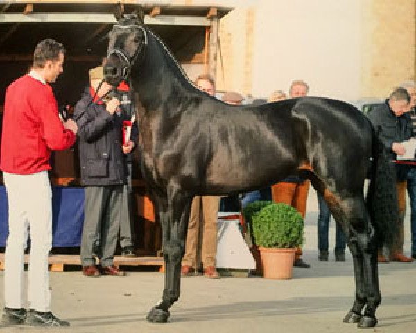 stallion Alsandair (Holsteiner, 2013, from Ampère)