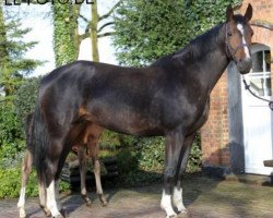 broodmare Mapika S (Oldenburg, 2009, from Pik Noir)