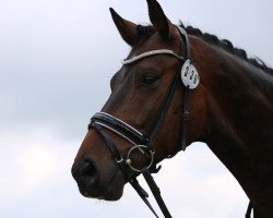 dressage horse Sandman (Czech Warmblood, 2009, from Sandreo)