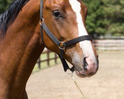 stallion Casallini (Oldenburg show jumper, 2013, from Casall Ask)