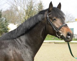 horse Bruno Bo (German Riding Pony, 2011, from Cockmoor Brenin Ebrill)