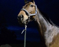 dressage horse Benjamin Button 2 (Oldenburg, 2005, from Best Before Midnight)