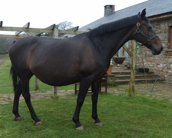horse Kontessa Hames (KWPN (Royal Dutch Sporthorse), 1992, from Elmshorn)