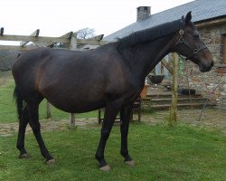 horse Kontessa Hames (KWPN (Royal Dutch Sporthorse), 1992, from Elmshorn)