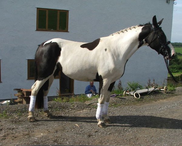 horse Crystal (KWPN (Royal Dutch Sporthorse),  , from White Water Mountain Music)