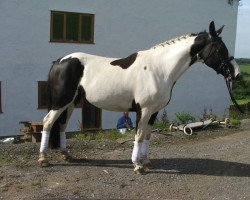 Pferd Crystal (KWPN (Niederländisches Warmblut), von White Water Mountain Music)