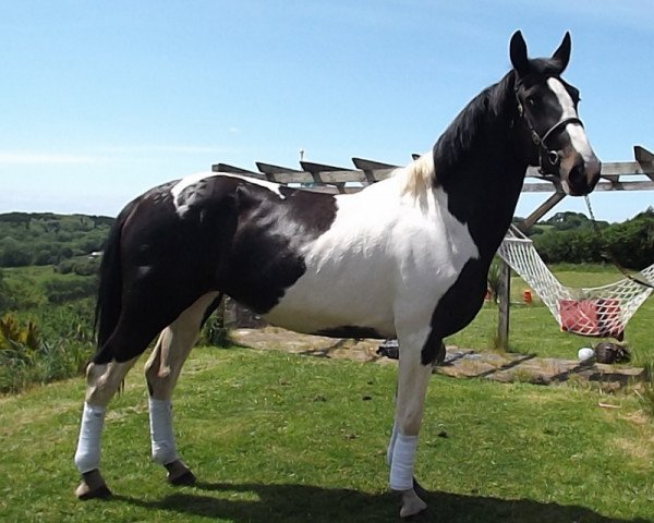 horse Phoenix Luna Eclipse (Holsteiner, 2009, from Lothringer)