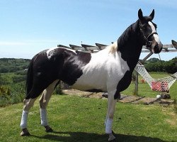 Pferd Phoenix Luna Eclipse (Holsteiner, 2009, von Lothringer)