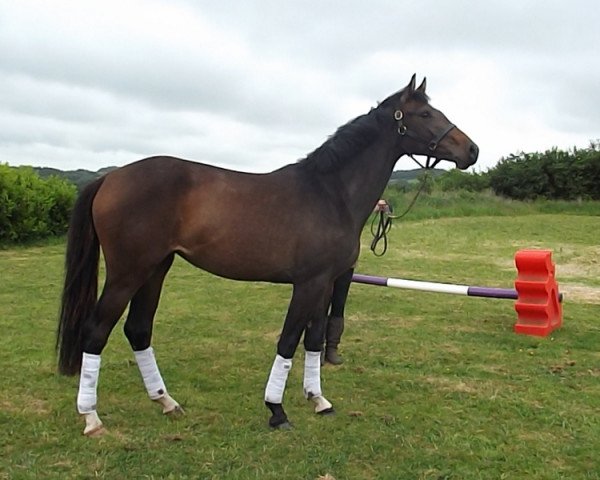 horse Phoenix Leticia (Holsteiner, 2010, from Lothringer)