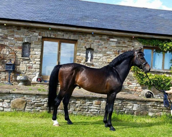 stallion Phoenix Latini (Holsteiner, 2009, from Lothringer)