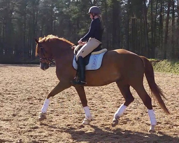 dressage horse Feliciano's Flashback (Hanoverian, 2011, from Fürst Nymphenburg)