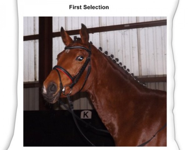 broodmare First Selection (Hanoverian, 2012, from Floratio)