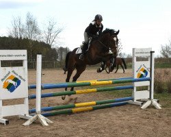 jumper Corelli 26 (Oldenburg show jumper, 2008, from Chambertin)