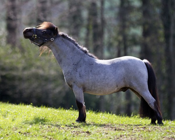 Deckhengst Halstock Murphy (Shetland Pony (unter 87 cm), 2013, von Kerswell Warrior)