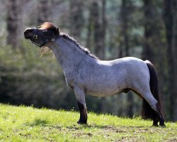 Deckhengst Halstock Murphy (Shetland Pony (unter 87 cm), 2013, von Kerswell Warrior)