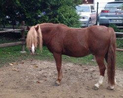 horse Linde Hoeve's Valentino (Welsh-Pony (Section B), 1998, from Zwaluwenburg's Benjamin)