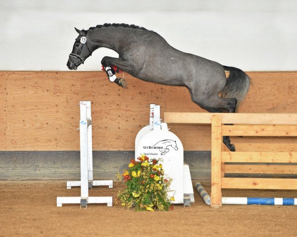 stallion Con Marino (Oldenburg show jumper, 2012, from DSP Con Spirit)